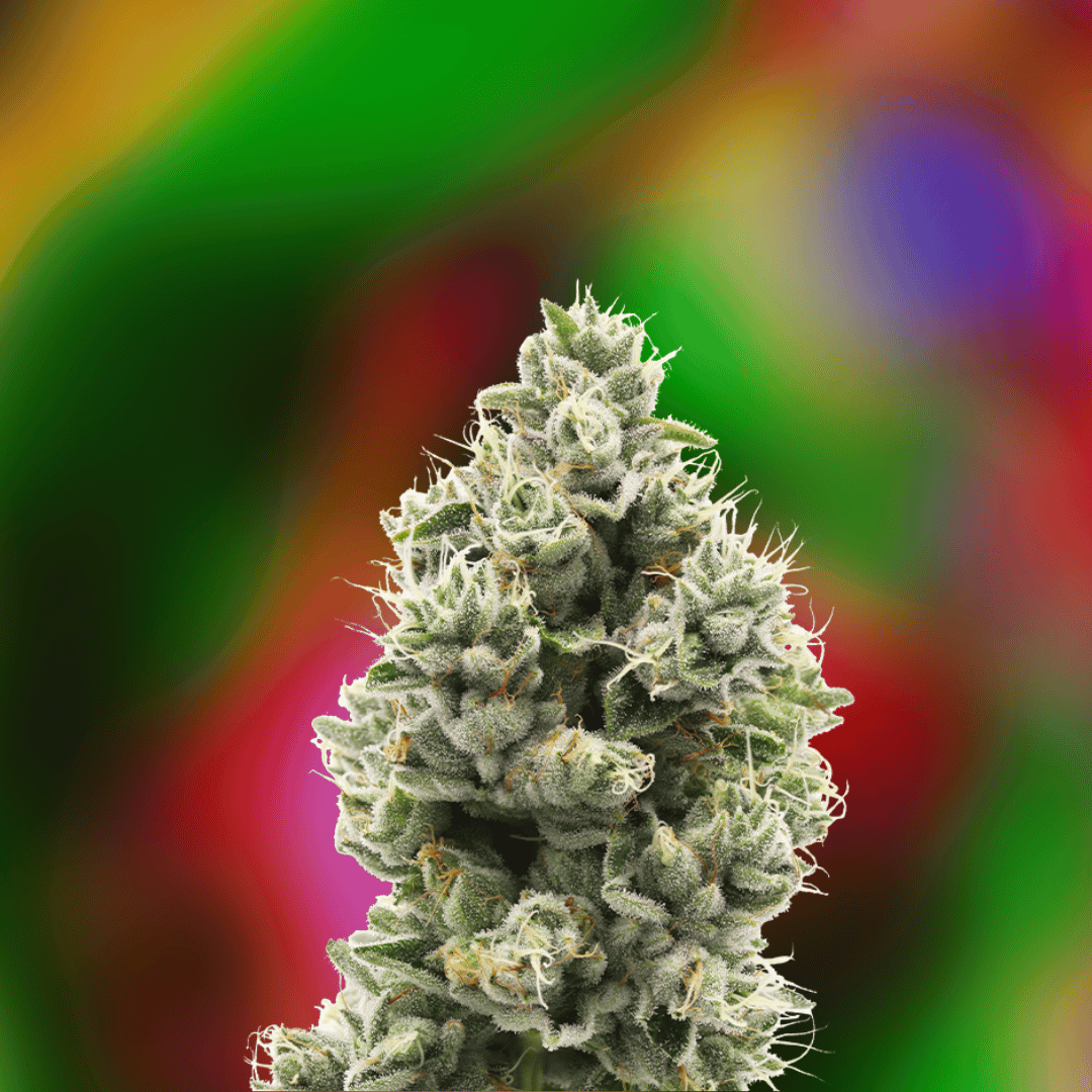 The Sweeties — 710 Labs